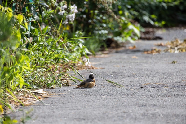 Fototapeta bird on the grass