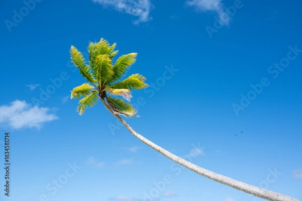 Obraz Coconut tree and blue sky