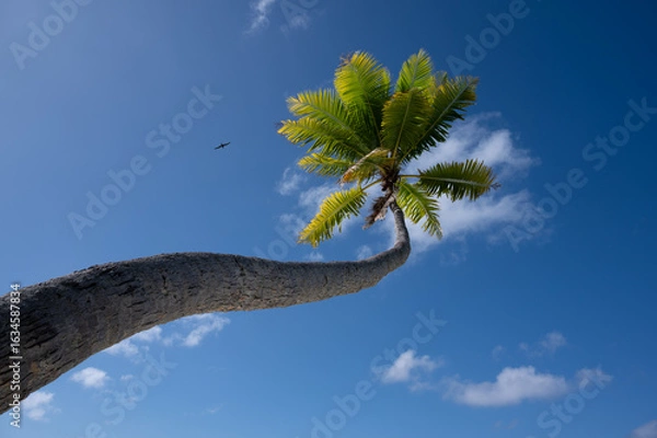 Fototapeta A palm tree and a bird