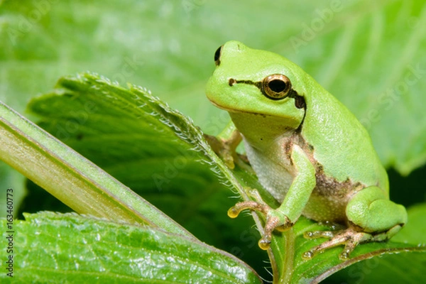 Obraz ニホンアマガエル