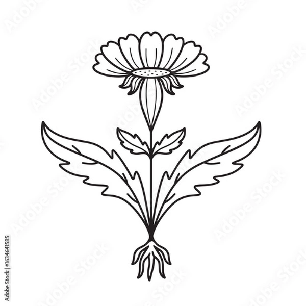 Obraz Simple line illustration of flower with leaves and root, hand drawn logo, dandelion, chamomile, vintage, printable, coloring, icon, silhouette of plant with leaves, botanical sketch 