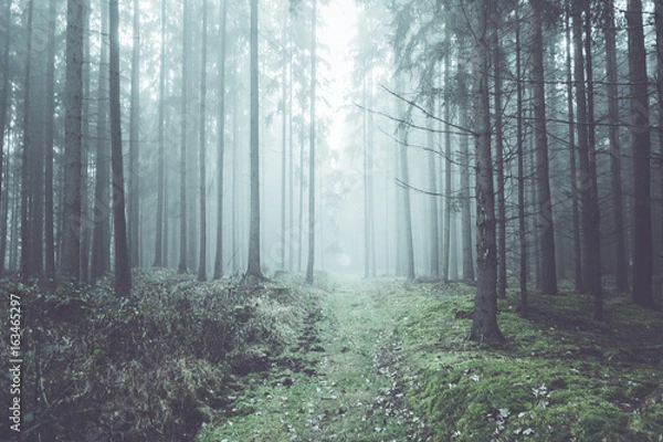 Fototapeta Mysterious forest