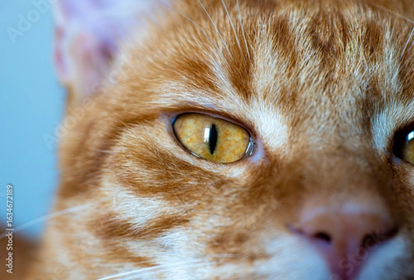 Fototapeta Close up of orange tabby cat face with focus on yellow eye and fur texture. Domestic animal and pet photography. 