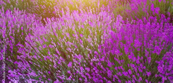 Fototapeta Lavender fields in the summer