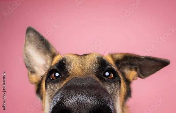 Fototapeta german shepherd dog