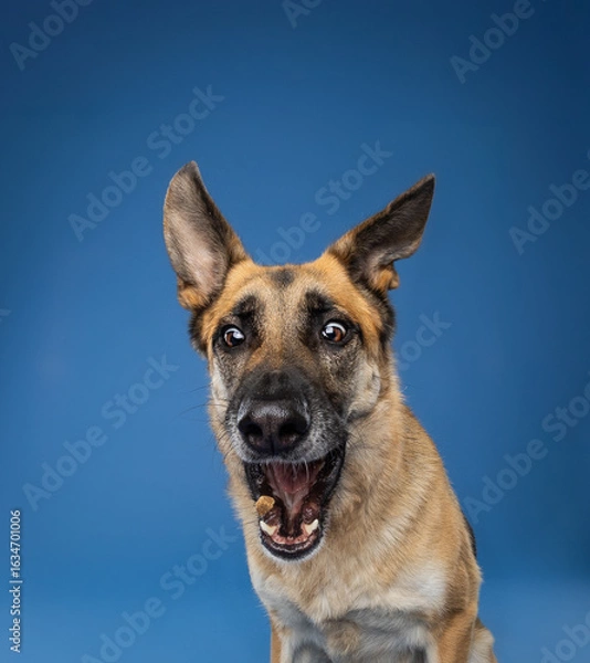 Fototapeta german shepherd dog