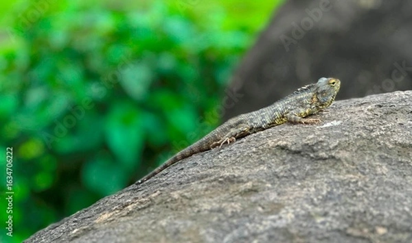 Obraz Close-up of a reptile basking on a rock in the wild, highlighting its scales and camouflage against the natural environment.
