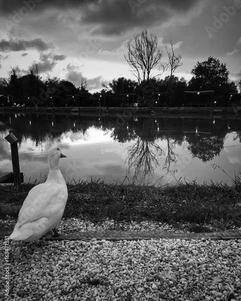 Obraz papera al lago