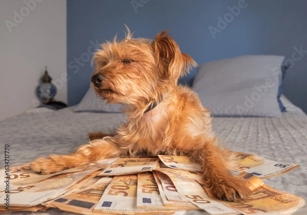 Fototapeta Small dog resting on euro bills on bed with eyes closed. Funny and ironic concept of luxury, financial success or spoiled pets. Creative image for commercial use.
