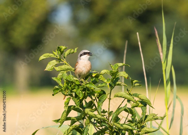 Obraz Neuntöter (Männchen) auf einem Strauch