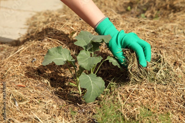 Fototapeta Laying mulch under the plant. Broccoli cabbage grows on the bed.