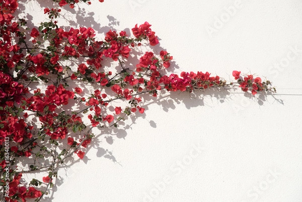 Obraz Red flowers against wall