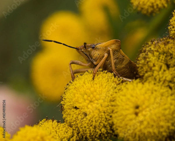 Obraz Enak auf einer Blüte