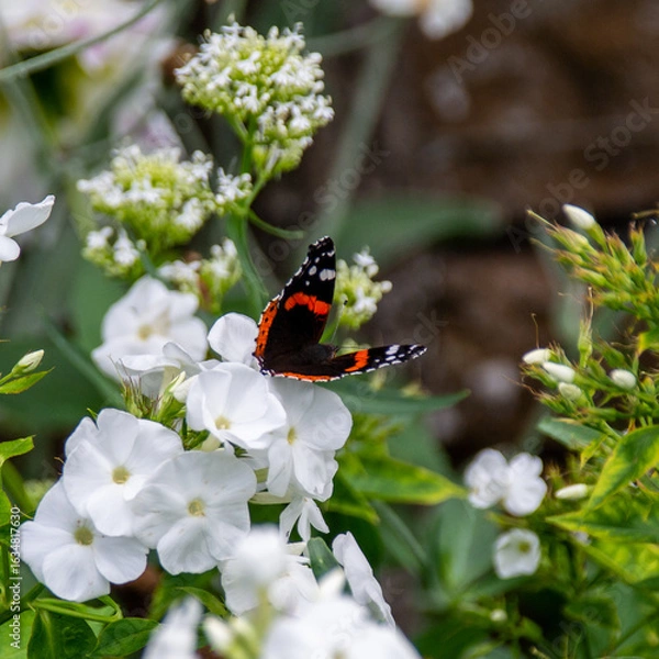 Obraz butterfly on flower