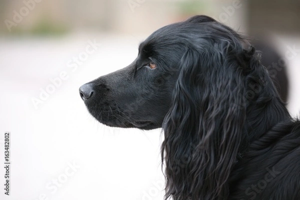 Obraz flat coated retriever