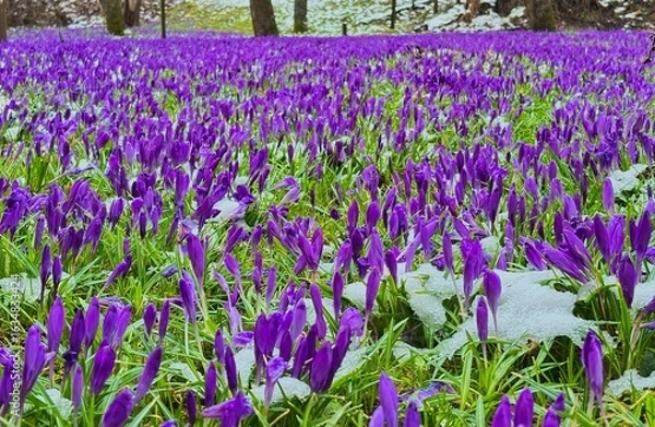 Fototapeta Field of purple crocus flowers covering meadow in early spring with few trees in blurred background. 