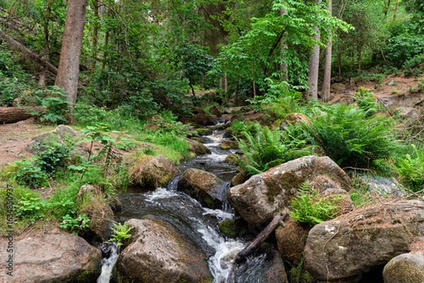 Fototapeta stream in the forest