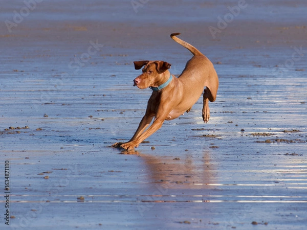 Obraz dog running on the beach