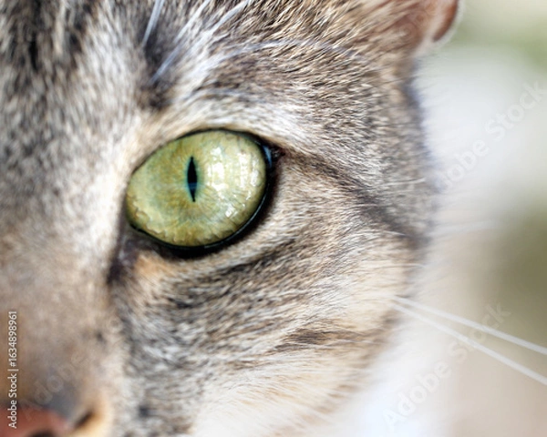 Fototapeta Macro close-up photo of a Domestic Shorthair cat resting indoors. The image captures fine details of the cat's fur and face. Pet care, animal portrait, feline behavior