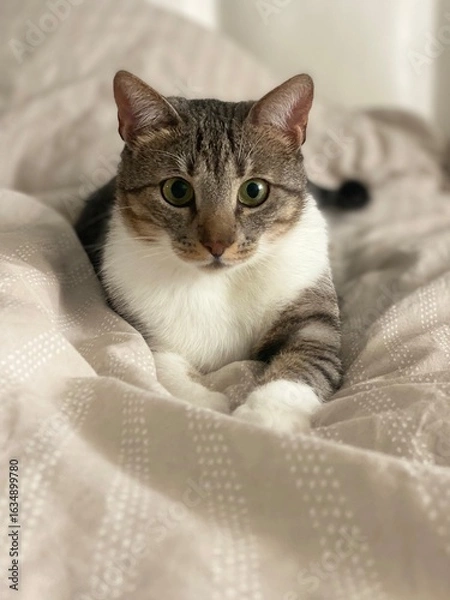 Fototapeta Macro close-up photo of a Domestic Shorthair cat resting indoors. The image captures fine details of the cat's fur and face. Pet care, animal portrait, feline behavior