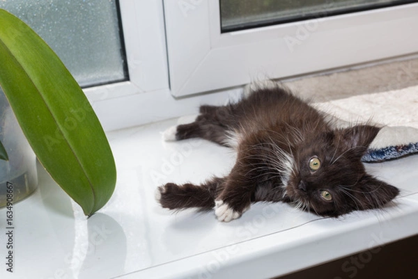 Fototapeta Small, black kitten is lying on the windowsill