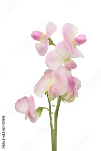 Obraz Sweet pea flowers isolated