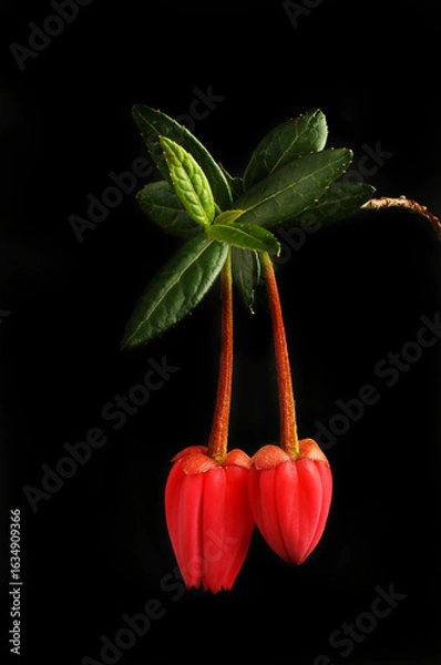 Obraz Chilean lantern tree black