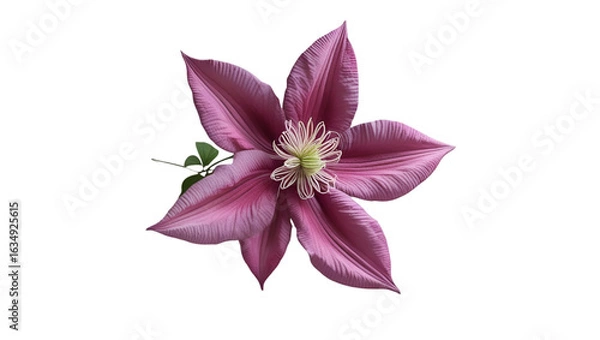 Fototapeta Single Clematis Bloom Isolated on White Background