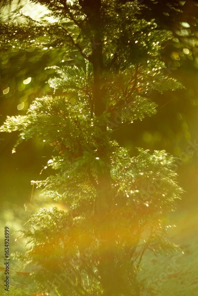 Fototapeta Sunlit Greenery with a Warm Glow in Nature, Inviting a Sense of Peace and Beauty