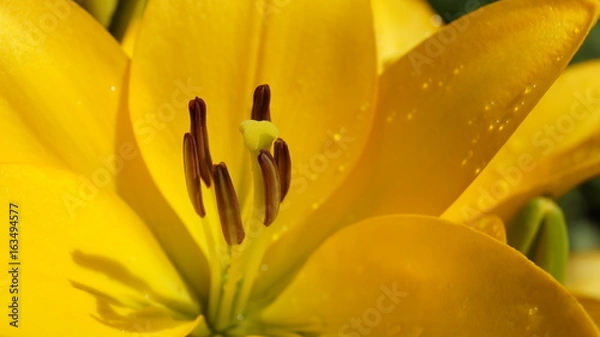 Obraz Gelbe Blume im Garten