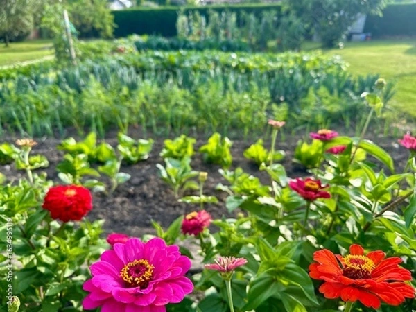Fototapeta fleurs dans un potager 