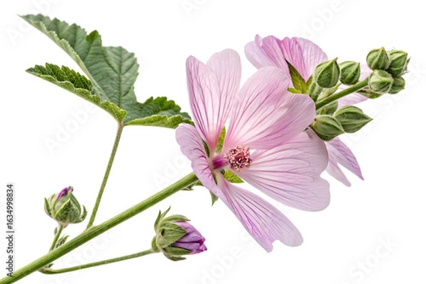 Fototapeta of Althaea officinalis flower ideal for natural remedy visuals or floral education content On AI generated by PNG