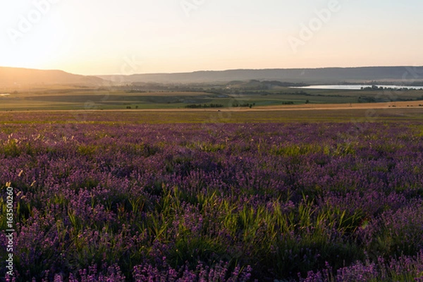 Fototapeta Lavender grows in the field. The flowers on background of sunset rayes.
