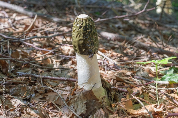 Obraz Stinkhorn with one fly on it