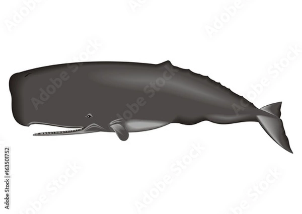 Obraz cachalot