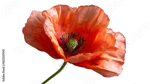 Fototapeta Single red poppy with curled patels isolated on white background