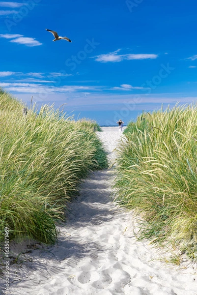 Obraz Path between marram grass to the sandy beach - 2705