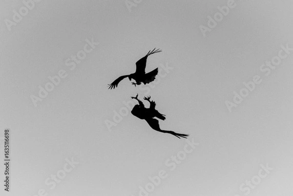 Obraz birds in flight