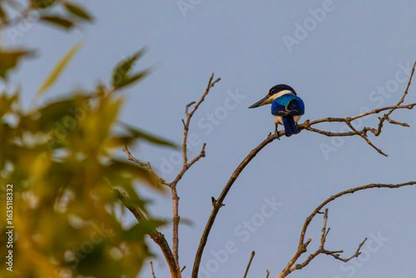 Obraz kingfisher on a branch