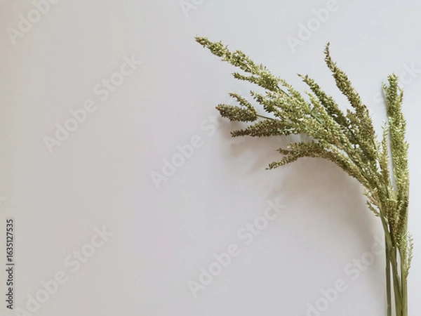 Fototapeta Bunch of green herbs spikelets isolated on white background with a copy space