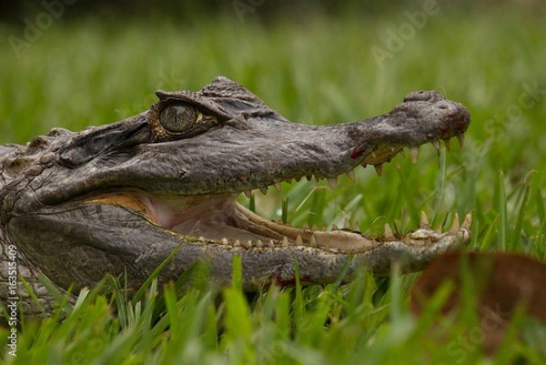 Obraz Spectacled Caiman Colombia