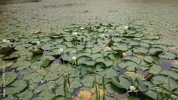Fototapeta 池に咲く睡蓮