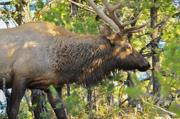 Fototapeta Very large bull elk in tree shade