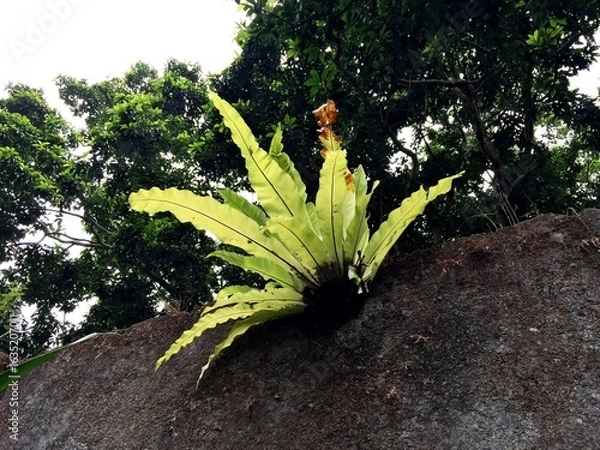 Obraz Bird's nest fern or asplenium nidus with green leaves that grow and live attached to damp rough patterned cement walls