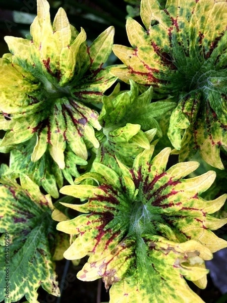 Obraz The beauty and uniqueness of the ornamental plant miana rainbow, coleus or plectranthus scutellarioides with a combination of red, yellow and green on its leaves