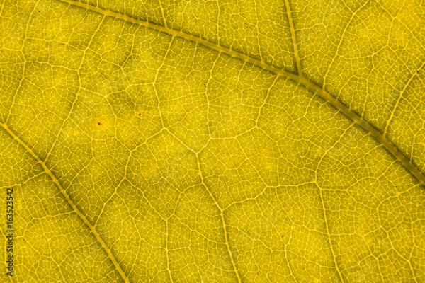 Fototapeta Blur yellow leaf texture for background indicating love for mother nature and pollution free