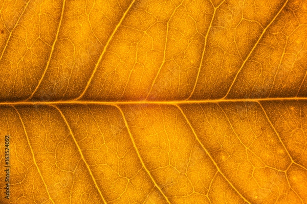 Fototapeta Blur red leaf texture for background indicating love for mother nature and autumn season