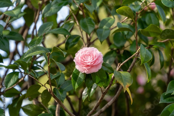 Obraz 千重咲きのつばき