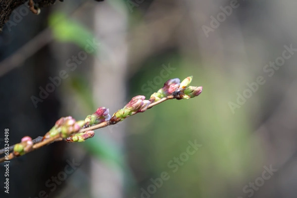 Obraz 桜のつぼみ