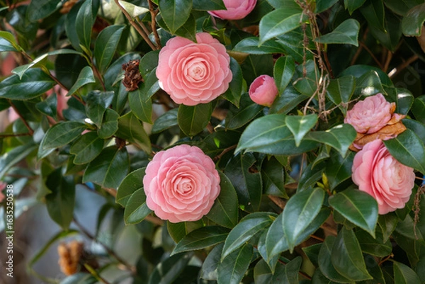 Obraz 千重咲きの椿